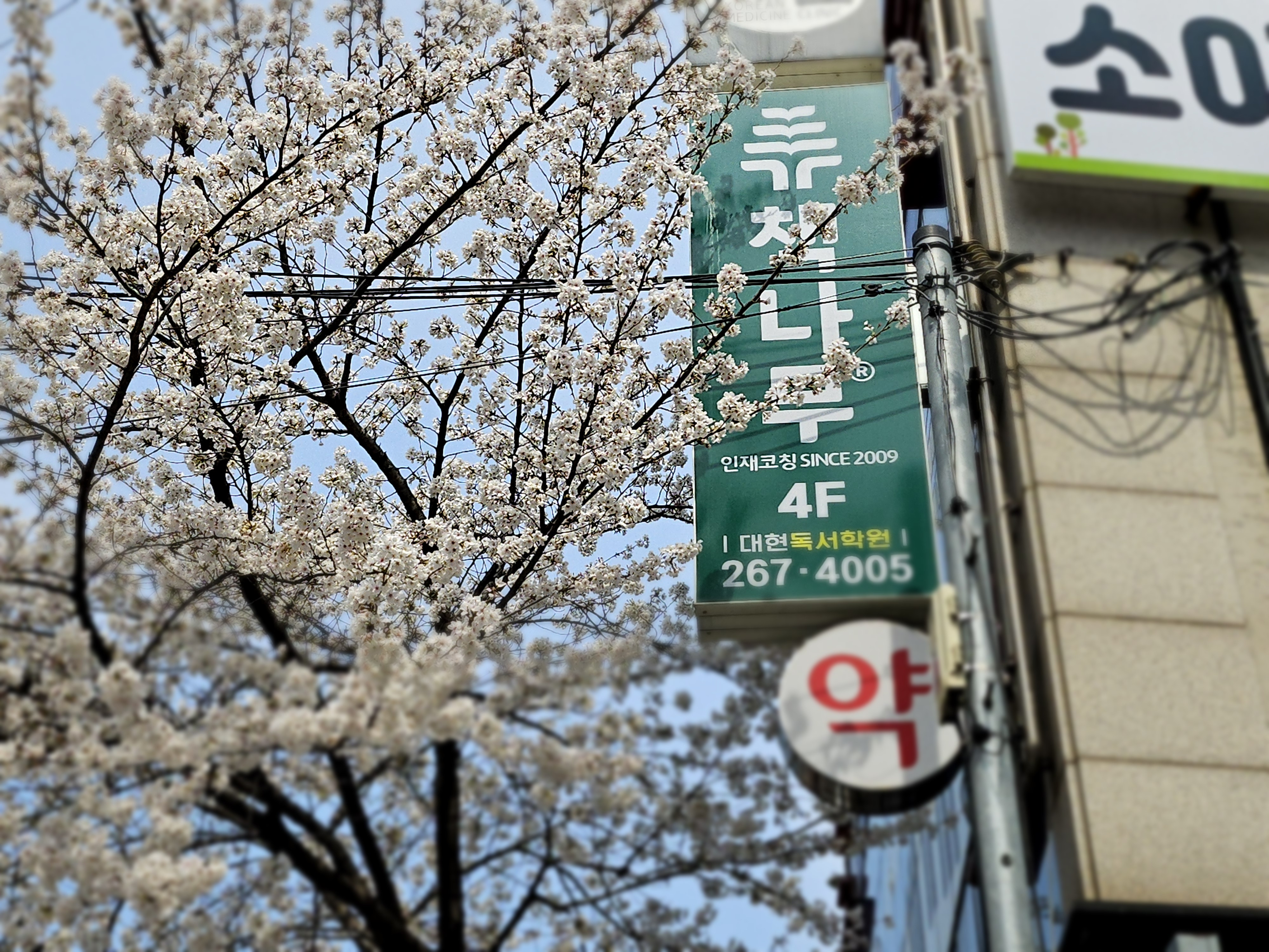책나무 대현점